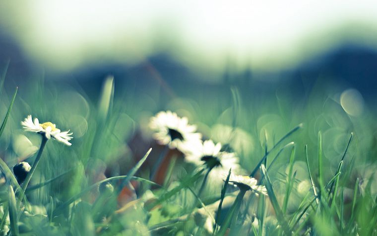 nature, flowers, grass, daisy, macro, depth of field - desktop wallpaper
