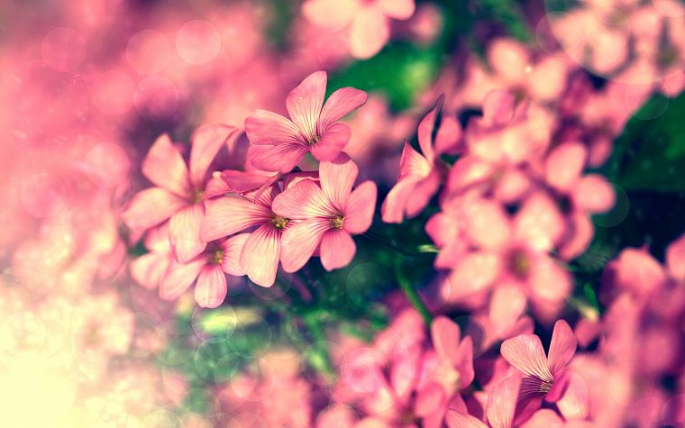 nature, flowers, pink - desktop wallpaper