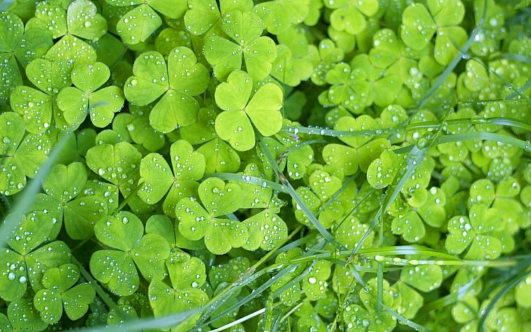green, close-up, nature, plants, water drops, clover - desktop wallpaper
