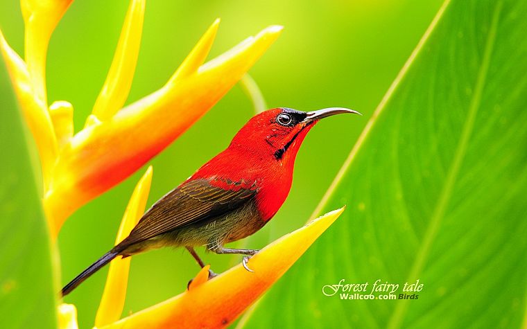 green, nature, birds, animals, wildlife, Sunbirds - desktop wallpaper