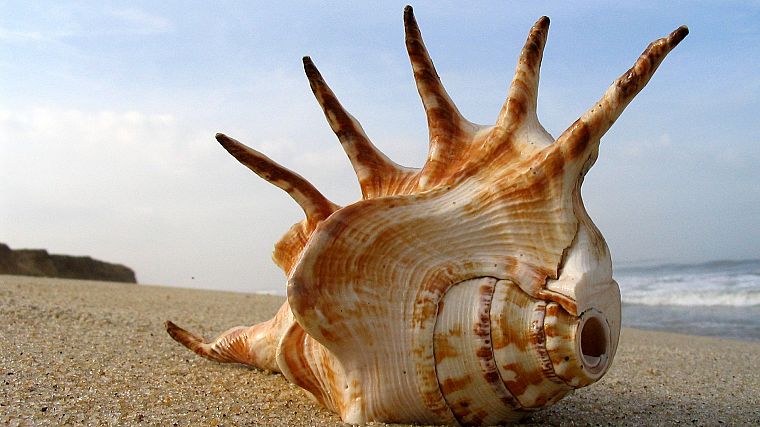 seashells, beaches - desktop wallpaper