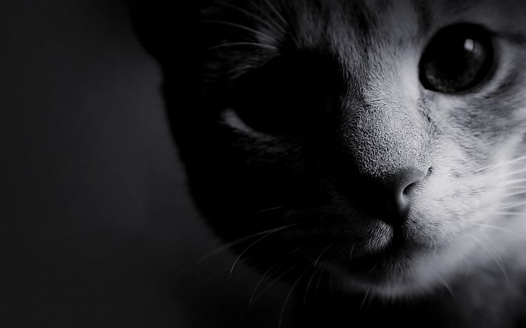 black and white, cats, animals, kittens - desktop wallpaper