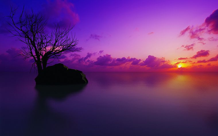 sunset, landscapes, nature, trees, multicolor, purple, reflections - desktop wallpaper