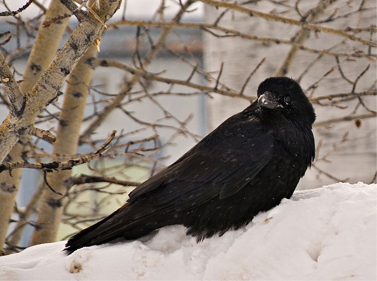 winter, ravens - desktop wallpaper