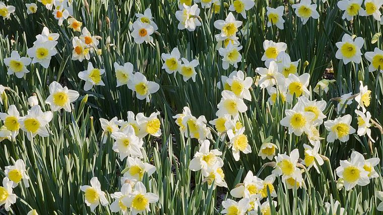 daffodils - desktop wallpaper