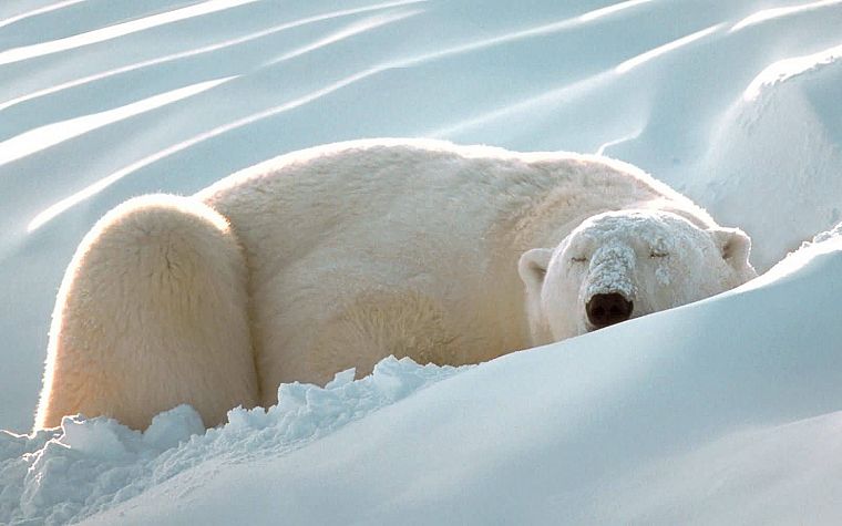 snow, animals, sleeping, polar bears, Artic - desktop wallpaper