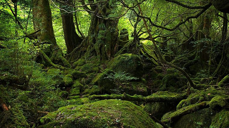 green, nature, forests, moss, old forest, rot - desktop wallpaper