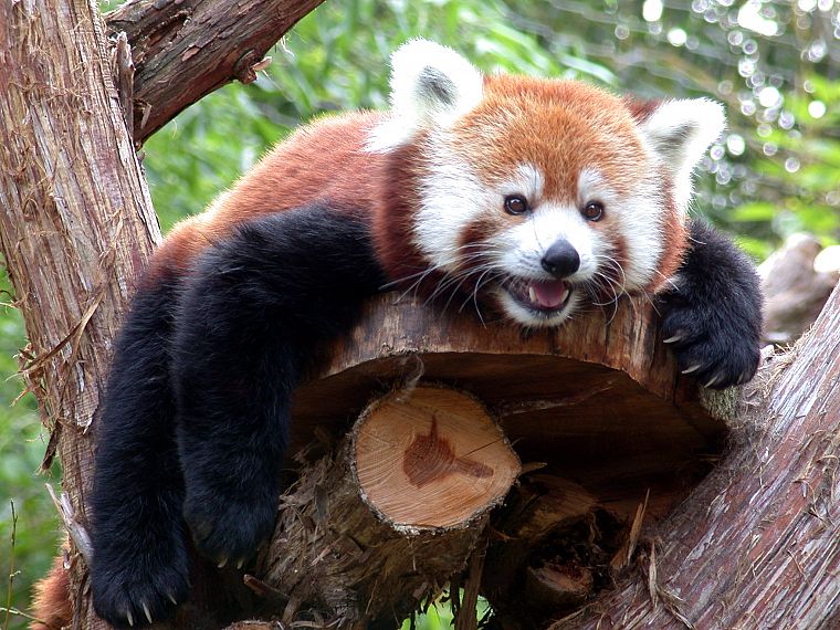 trees, animals, red pandas - desktop wallpaper