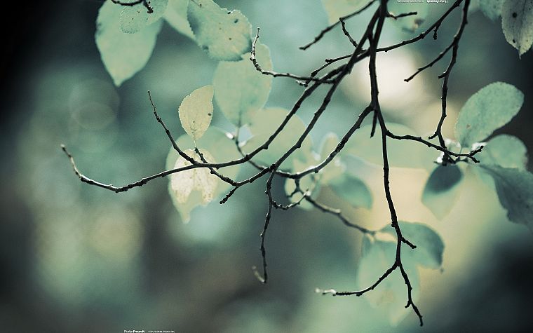 blue, trees, leaves, bokeh - desktop wallpaper
