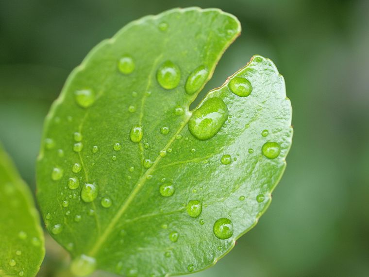 green, nature, leaves, plants, water drops - desktop wallpaper