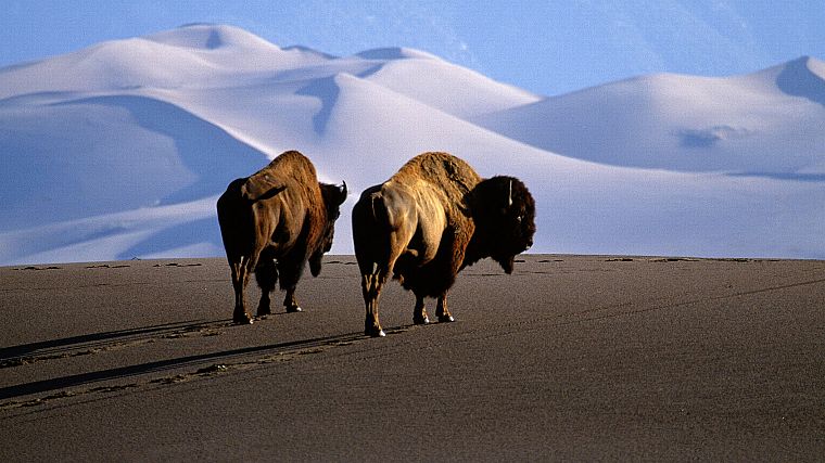 bison - desktop wallpaper