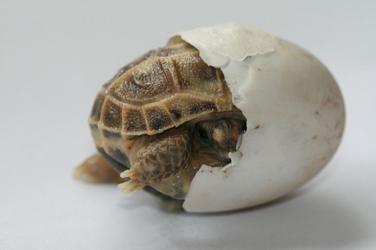 nature, eggs, animals, turtles - desktop wallpaper