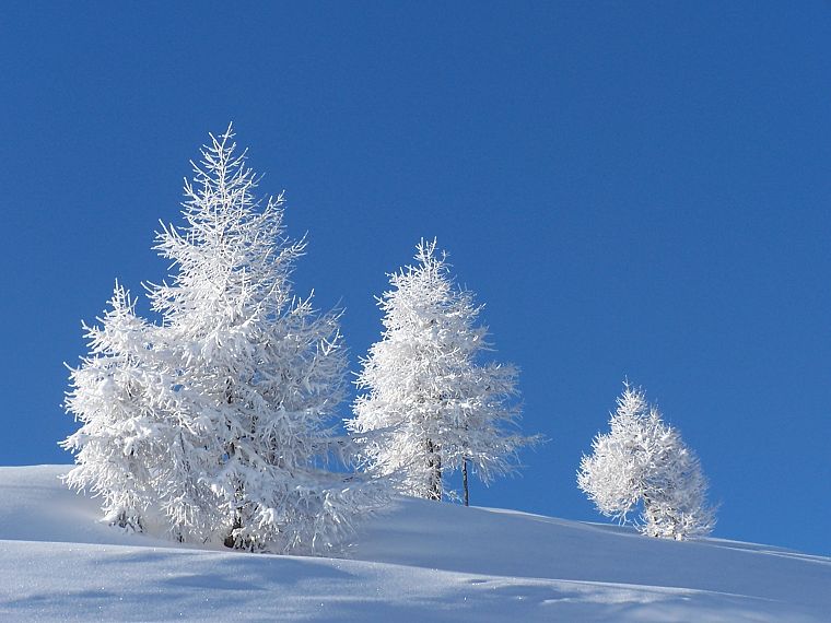 winter, snow, trees, flowers - desktop wallpaper