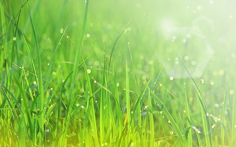 nature, grass, sunlight - desktop wallpaper