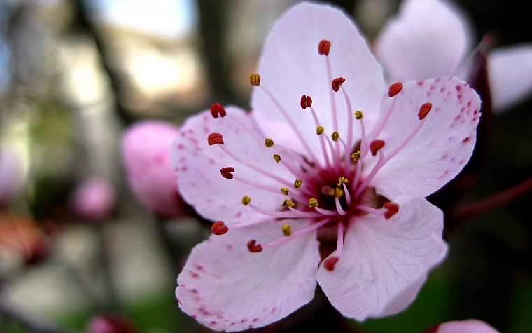 cherry blossoms, flowers, pink flowers - desktop wallpaper