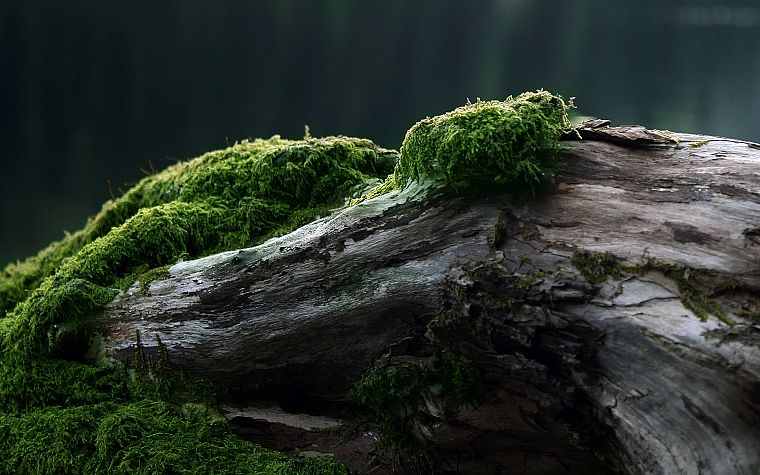 nature, trees, moss - desktop wallpaper