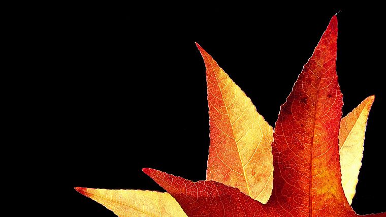 leaves - desktop wallpaper