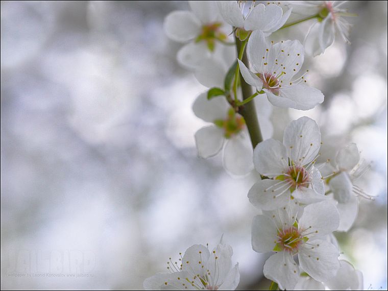 cherry blossoms, trees, flowers - desktop wallpaper