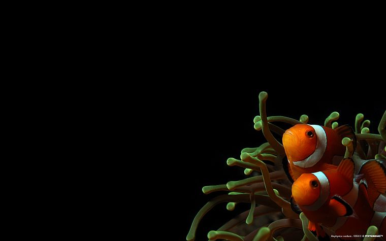 clownfish, sea anemones - desktop wallpaper