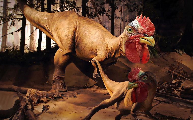 dinosaurs, chickens - desktop wallpaper