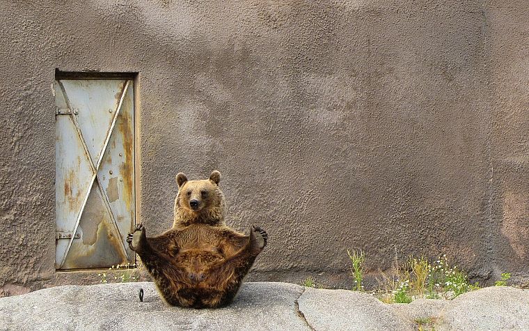 animals, yoga, bears - desktop wallpaper