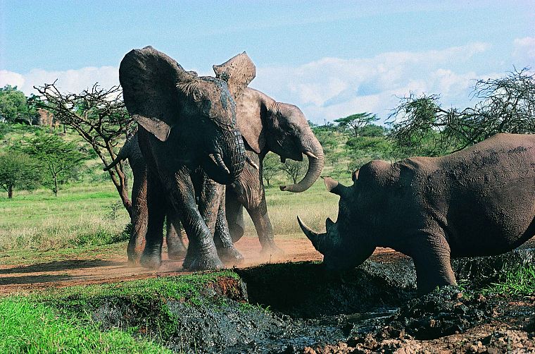 animals, fight, rhinoceros, elephants - desktop wallpaper