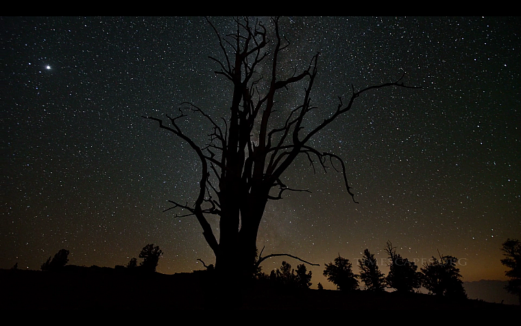 trees, night, stars, silhouettes, skyscapes - desktop wallpaper