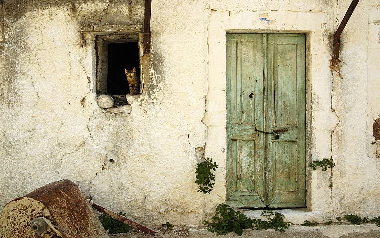 cats, old, houses, window panes, doors - desktop wallpaper