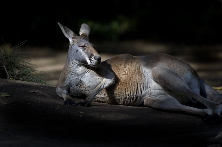 animals, kangaroos - desktop wallpaper