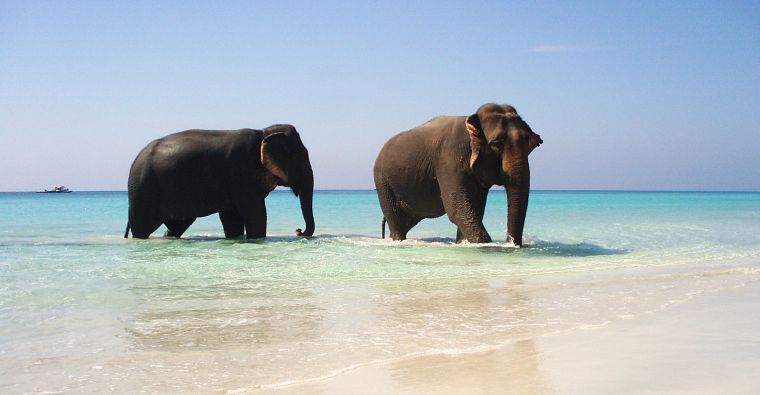 water, animals, elephants, beaches - desktop wallpaper