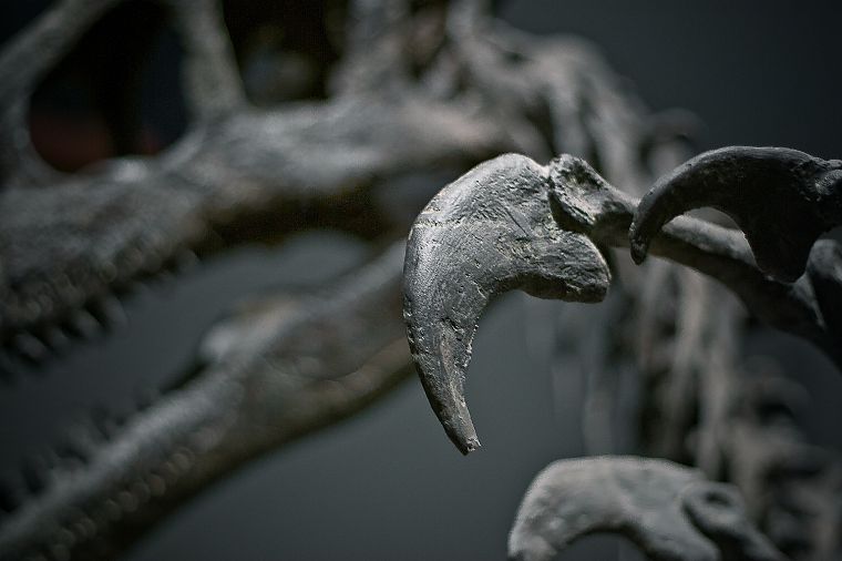 skulls, dinosaurs - desktop wallpaper
