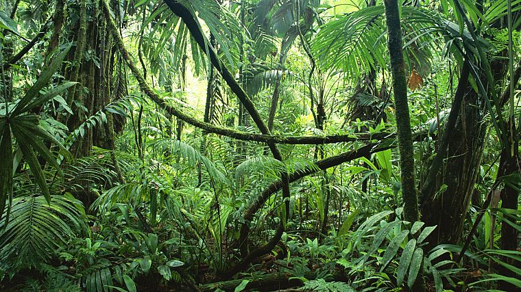 jungle, forests - desktop wallpaper