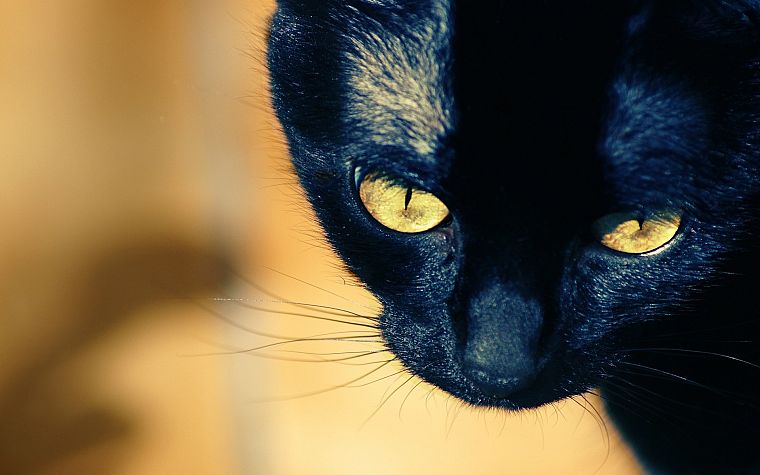 close-up, Black Cat - desktop wallpaper