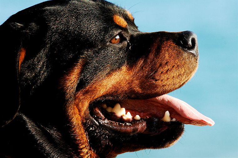 animals, dogs, Rottweiler, blue background - desktop wallpaper