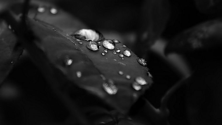 black and white, nature, leaves, water drops - desktop wallpaper