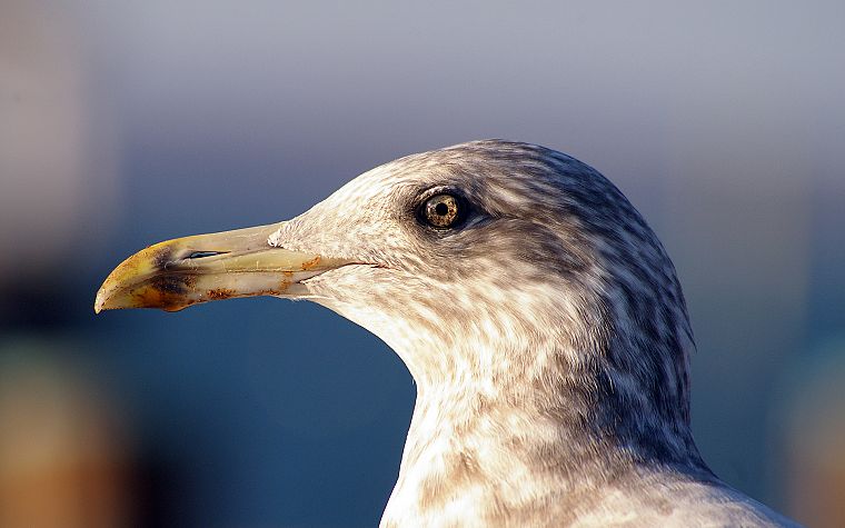 birds, seagulls - desktop wallpaper