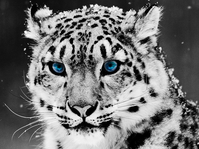 blue eyes, animals, grayscale, snow leopards, snowflakes - desktop wallpaper
