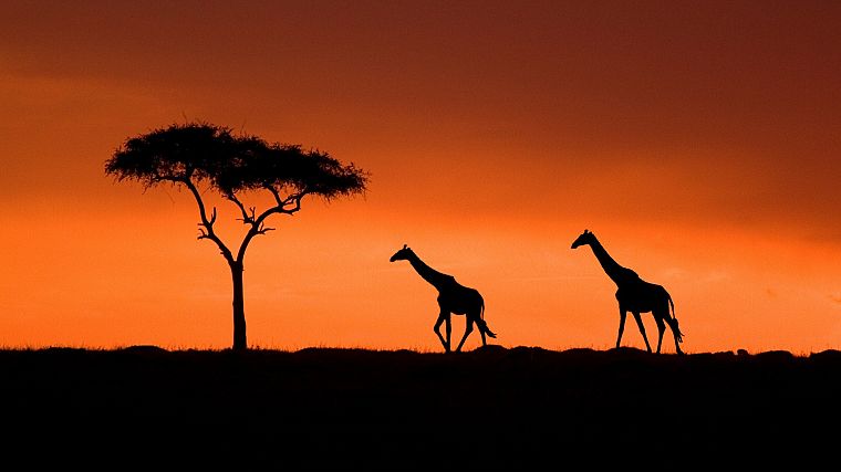 sunset, Acacia, Kenya, giraffes - desktop wallpaper