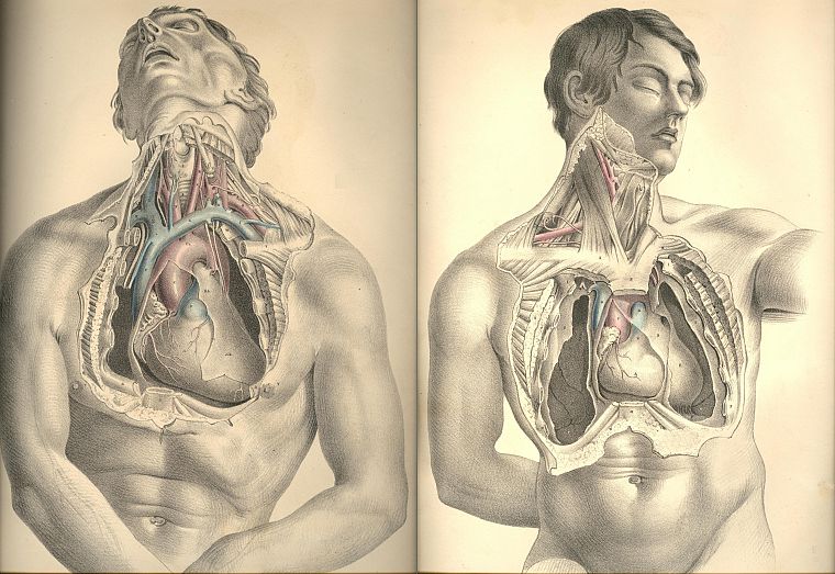 anatomy - desktop wallpaper