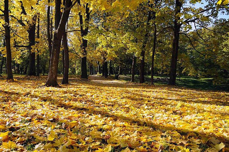 landscapes, nature, trees, autumn, leaves, fallen leaves - desktop wallpaper