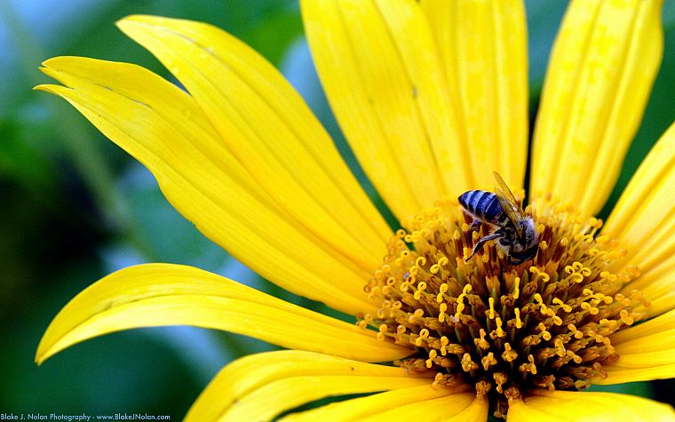 flowers, yellow, insects, plants, bees - desktop wallpaper