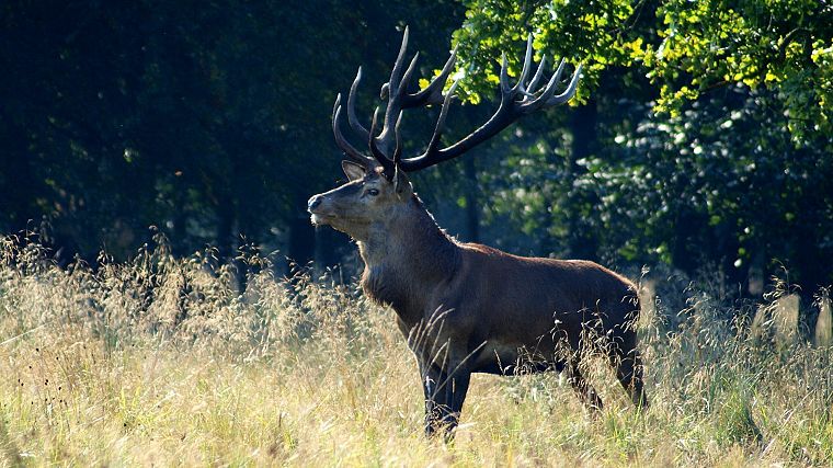 nature, animals, deer - desktop wallpaper