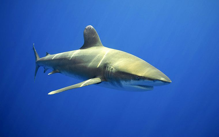 sharks, sea - desktop wallpaper