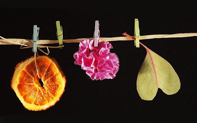 flowers, oranges, slices - desktop wallpaper