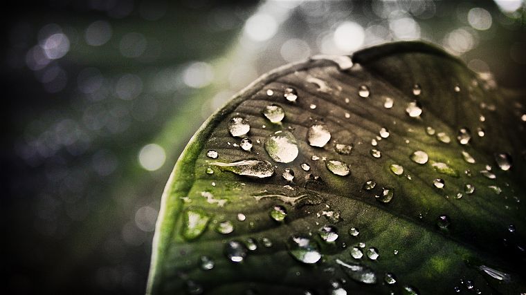 leaves, water drops, depth of field - desktop wallpaper