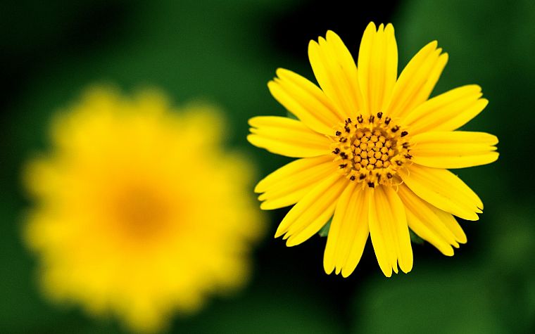 nature, flowers, macro, yellow flowers - desktop wallpaper