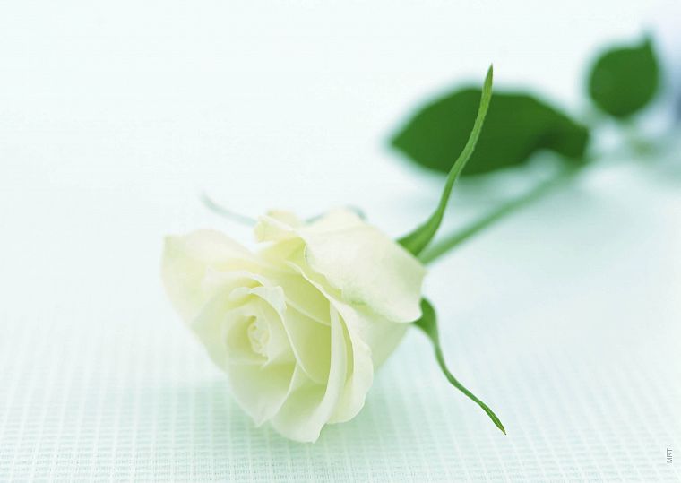 nature, flowers, white roses, roses, white background - desktop wallpaper