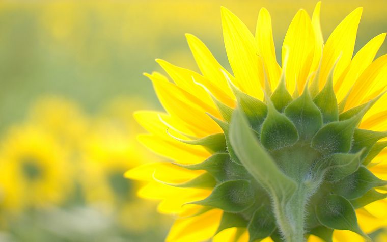 nature, flowers, yellow, sunflowers, yellow flowers - desktop wallpaper