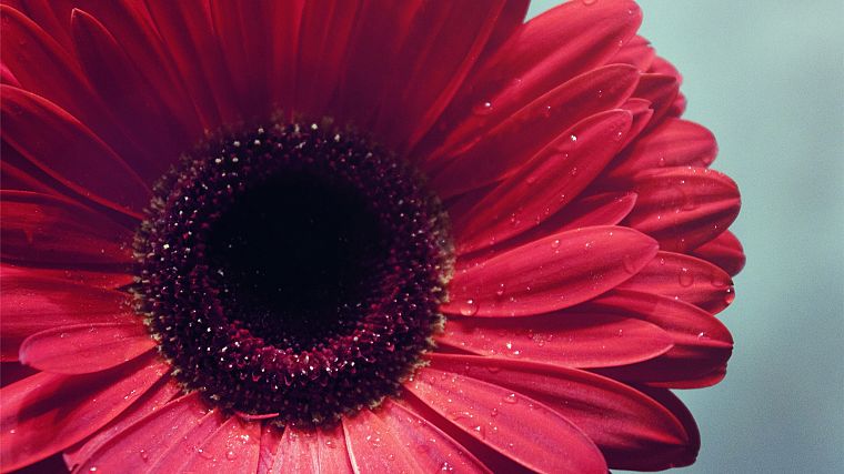red, flowers - desktop wallpaper