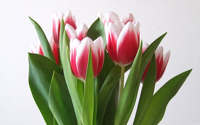 flowers, tulips, white background - desktop wallpaper